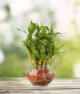 Bambu mini