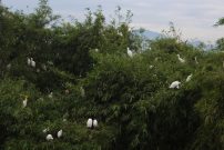 Burung-burung bertengger di pepohonan, di kampung Blekok, burung ini berdampingan dengan warga sekitar. (Isma Dwi Ardiyanti/SUAKA)